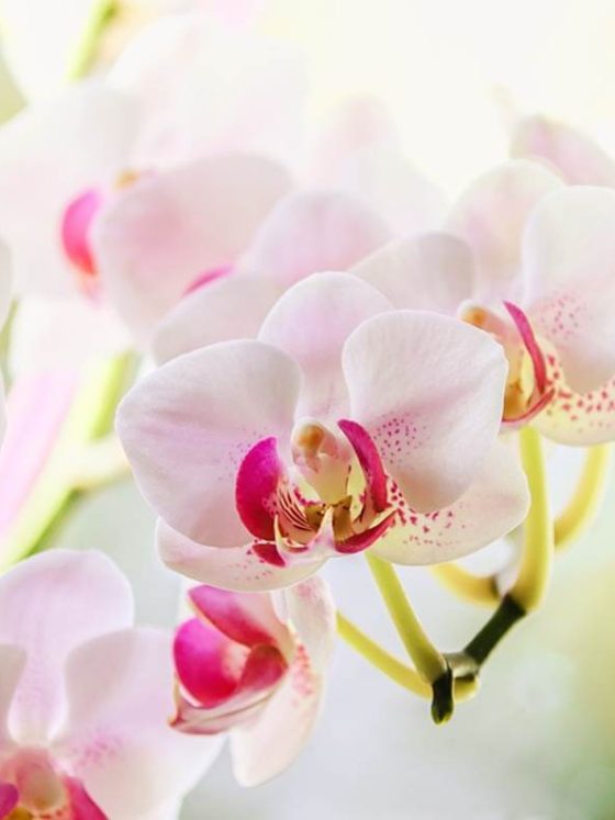 Secrets of decorating with orchids