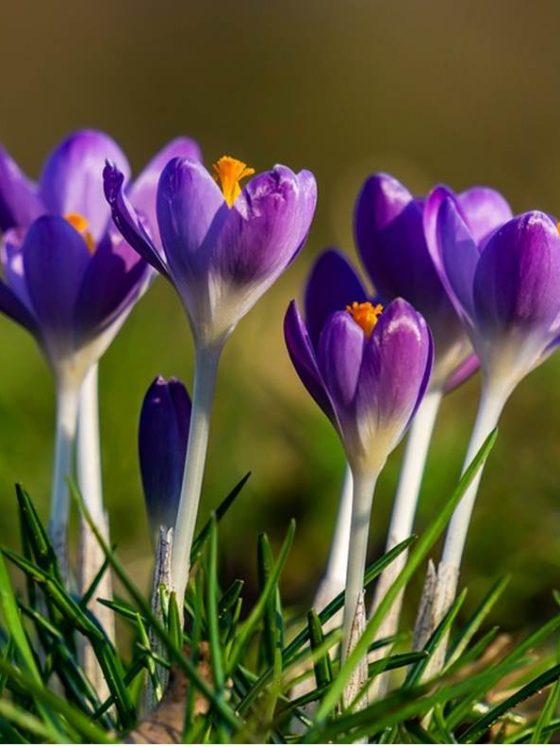 The biggest secret of crocus flower