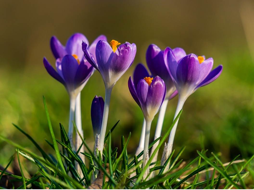 The biggest secret of crocus flower