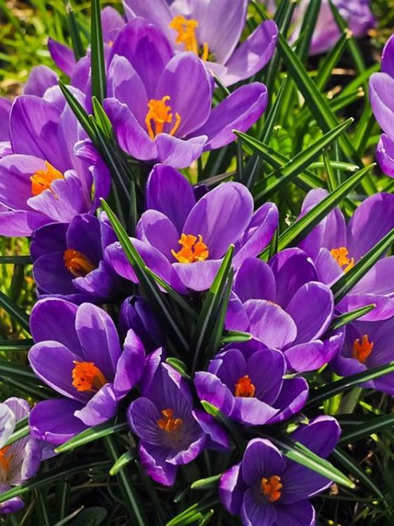 DIY saffron cosmetics recipes