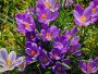 DIY saffron cosmetics recipes