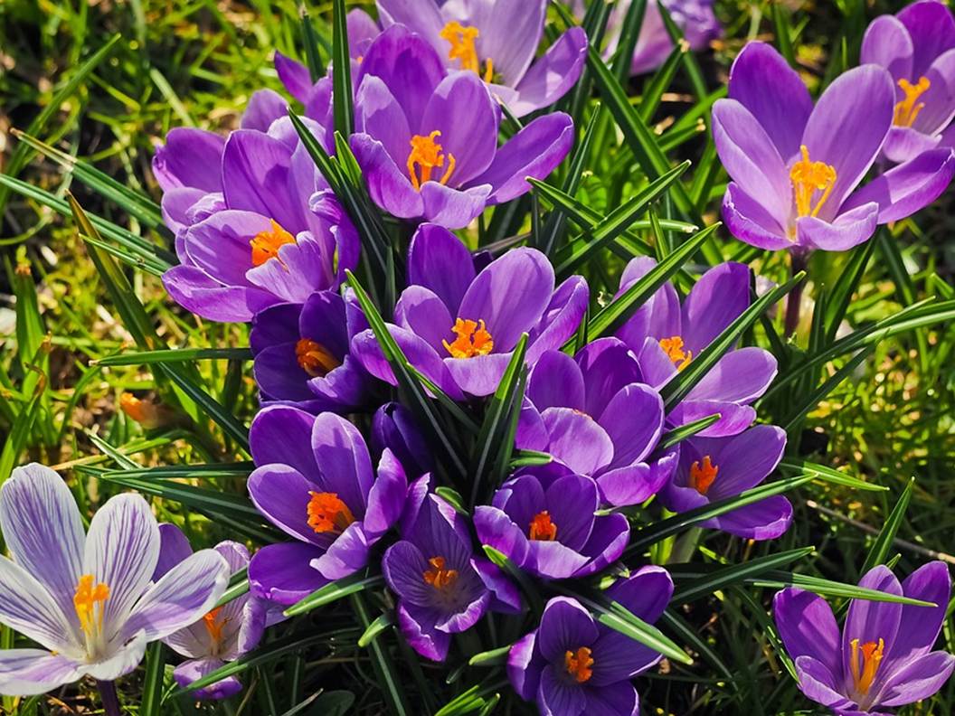 DIY saffron cosmetics recipes