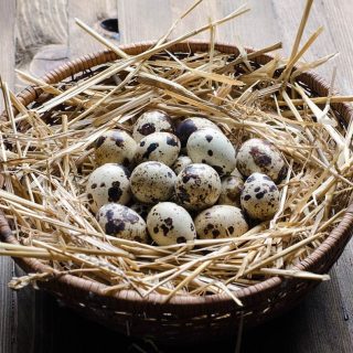 Quail eggs DIY haircare recipes