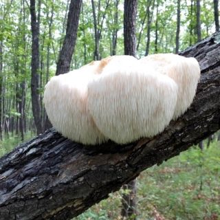 Beauty food of Japanese girls – mushrooms