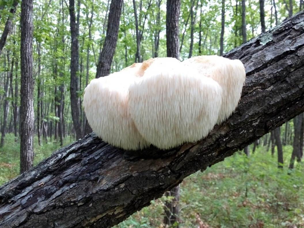7 Secrets of Lion’s Mane mushrooms