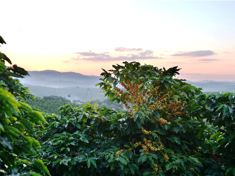 Blue Mountain Best Coffee In The World Secretita Blue Mountain Best Coffee In The World Secretita