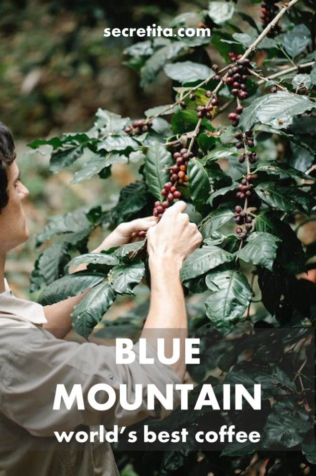 Blue Mountain Best Coffee In The World Secretita Blue Mountain Best Coffee In The World Secretita