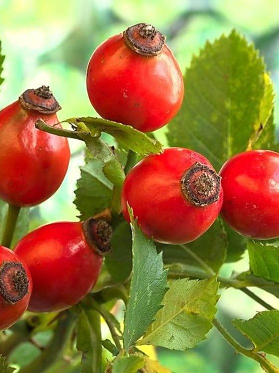 Beauty secrets of rosehip oil