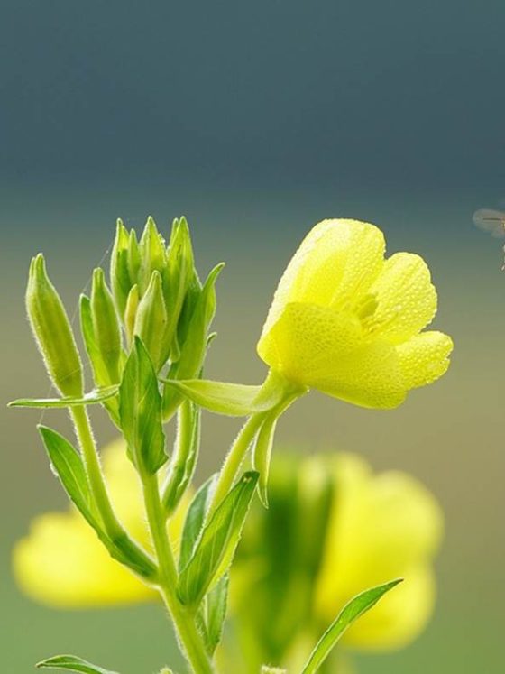 Beauty secrets of primrose oil