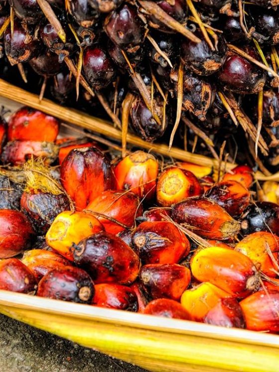 Beauty secrets of palm oil