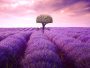 The lavender secret of French beauties