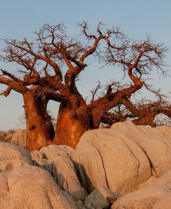 Beauty secrets of baobab oil