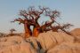 Beauty secrets of baobab oil