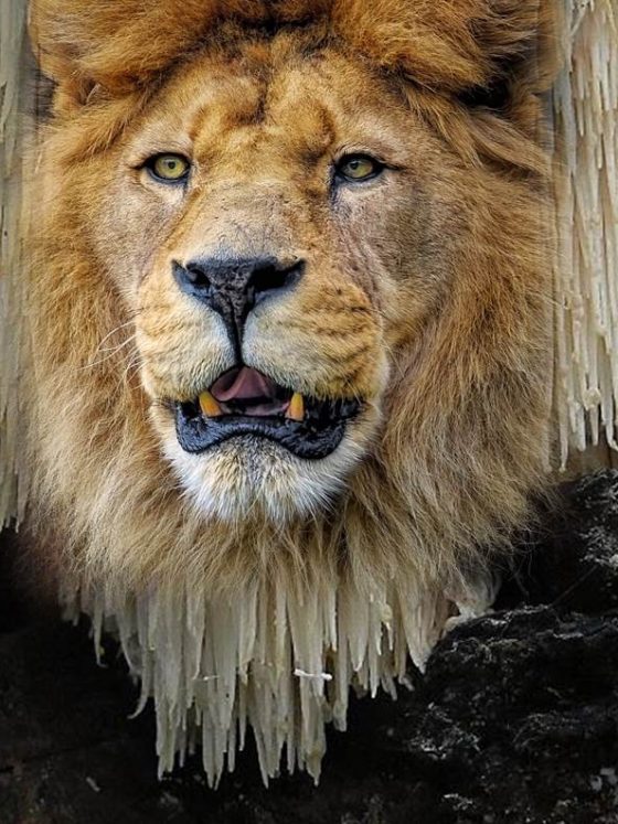 Secret beauty mushroom – Lion’s Mane