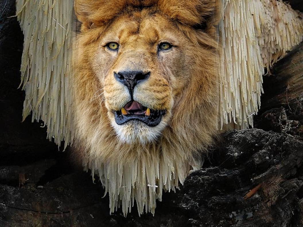 Secret beauty mushroom – Lion’s Mane