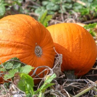 Secrets of Parisian Fall-Winter Capsule Wardrobe