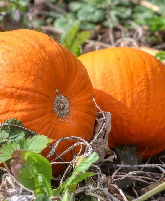 20 Pumpkin Food Ideas for Thanksgiving and Halloween