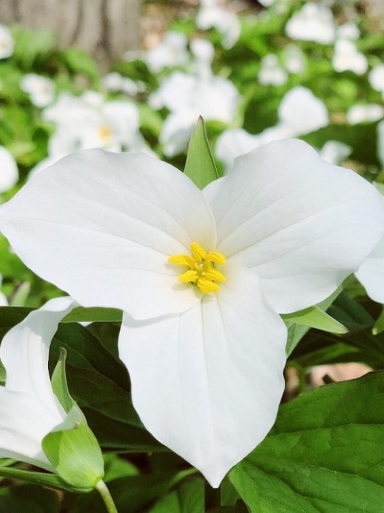 White trillium – Ontario’s flower princess